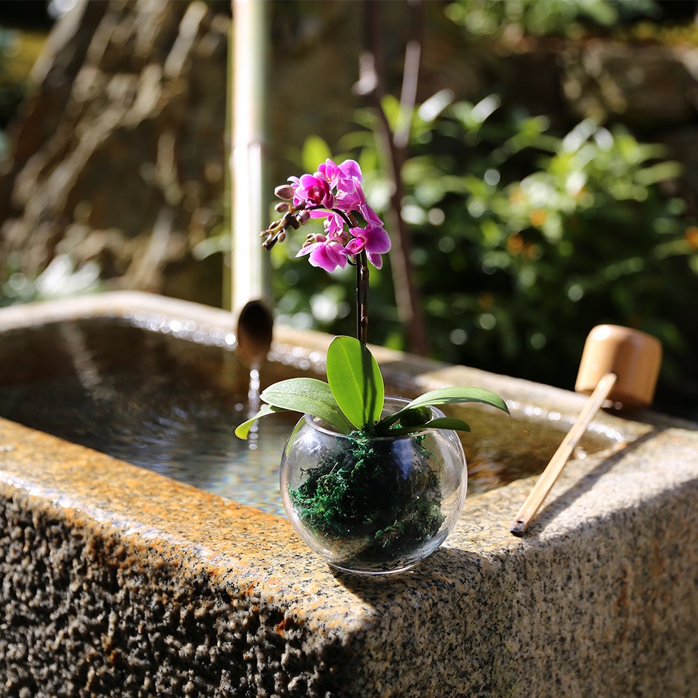 苔玉胡蝶蘭とお菓子セット