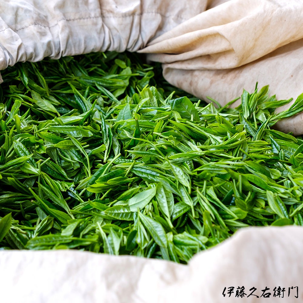 宇治抹茶 宝久 粉末 20g缶入 § ほうきゅう セレモニアルグレード