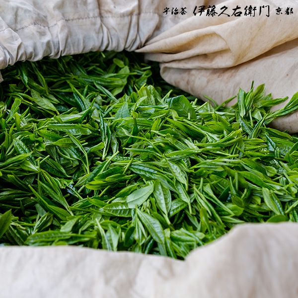 宇治抹茶 清寿の森 粉末 20g缶入 § せいじゅのもり セレモニアル